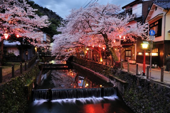 城崎温泉の夜桜