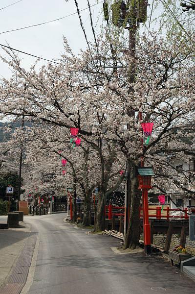 木屋町通りの入り口付近の桜