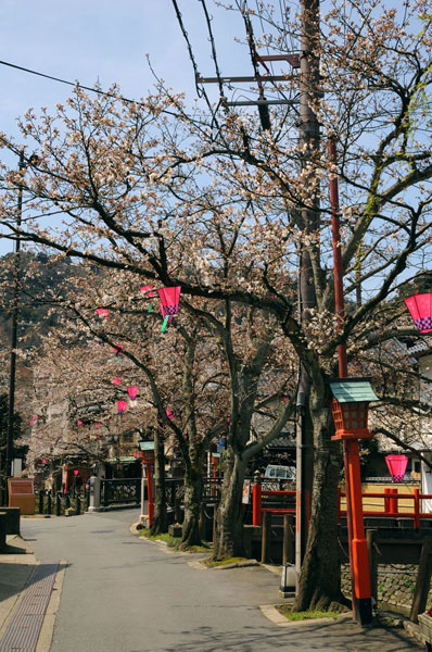 木屋町通りの入り口付近の桜