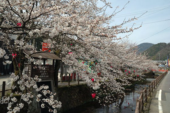 月見橋から温泉寺入り口方面の桜