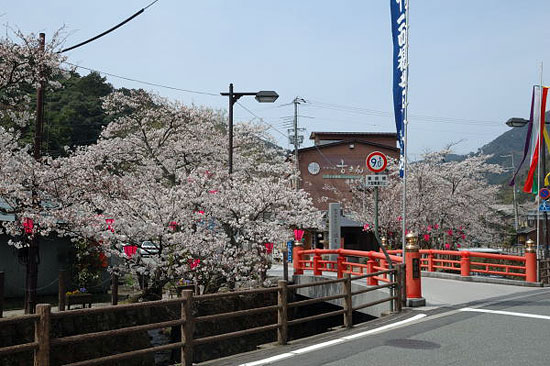 温泉寺入り口 薬師橋付近の桜