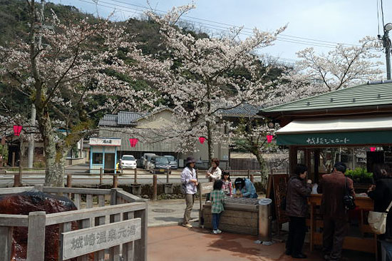 城崎温泉元湯ポケットパーク付近の桜