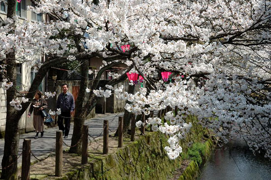 月見橋から温泉寺入り口方面の桜